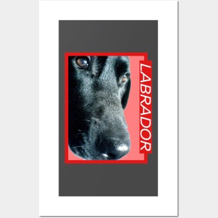 Labrador Posters and Art